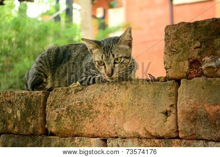 Alone cat