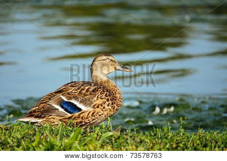 Duck beside a pond.