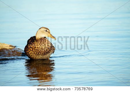 Duck beside a pond.