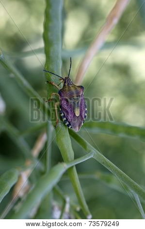 Carpocoris purpureipennis