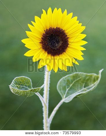 Single sunflower