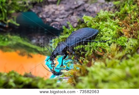 Carabus Drinking Water