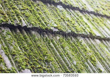 Green moss