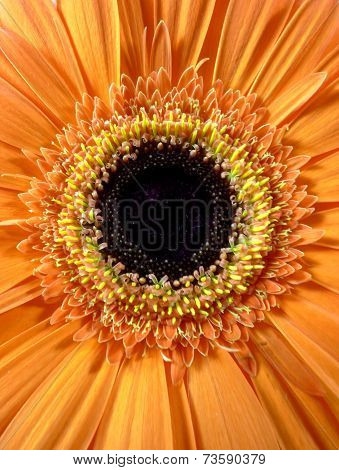 gerbera