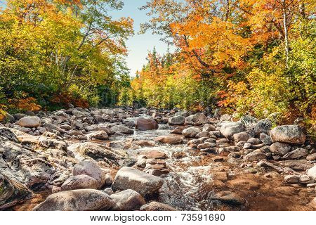 Foreat Stream In The Fall