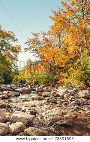 Foreat Stream In The Fall