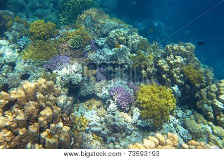 coral reef
