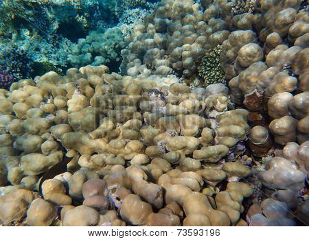 coral reef