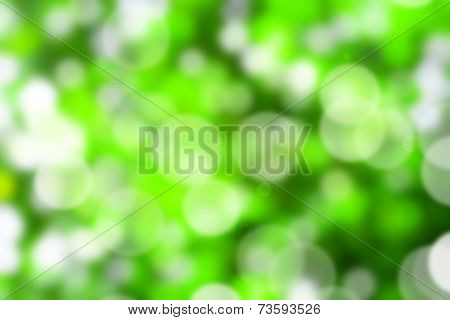 Natural Green Blurred Background.