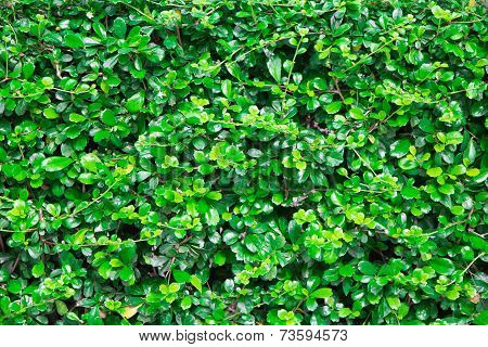 Green Leaves Wall Background