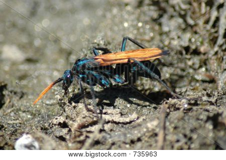 Big Bug