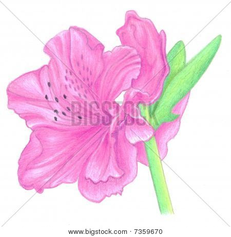 花