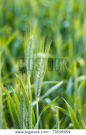 Barley Close Up
