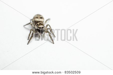 A Zebra Jumping Spider