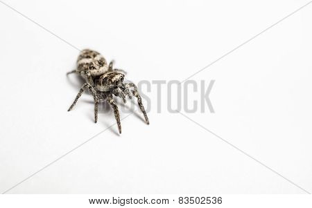 A Zebra Jumping Spider