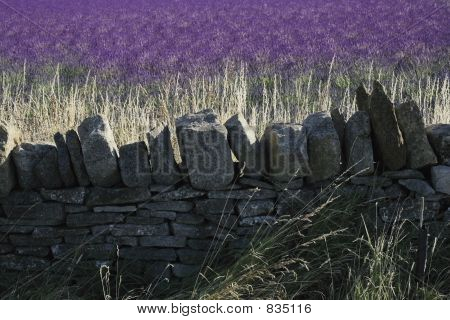 lavanda de snowshill de campos de lavanda rural el gloucester cotswolds