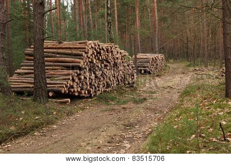 Felling of trees.