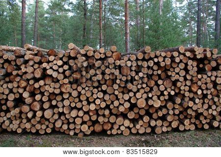 Felling of trees.