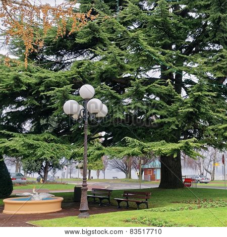 Green Tree In A Park In Evian-les-bains In France