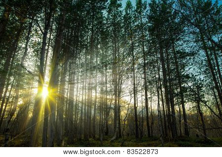 Sun Shining Through Tree In Forest