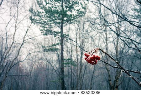 Rowan Berries Covered In Snow