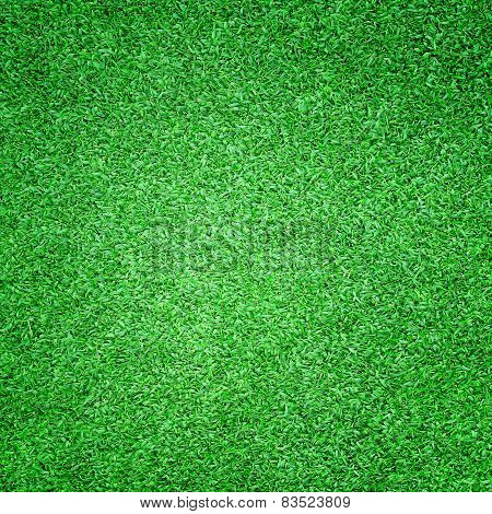 Beautiful Green Grass Texture
