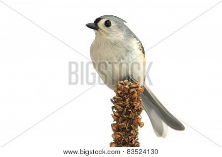 Isolated Titmouse On A Branch