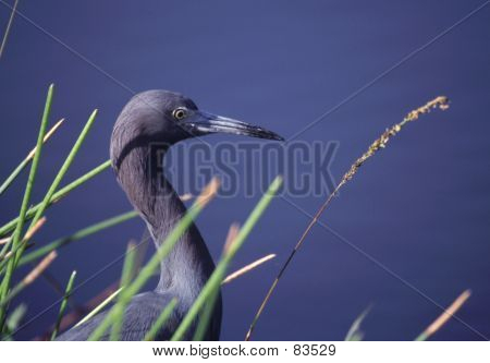 Blue Heron