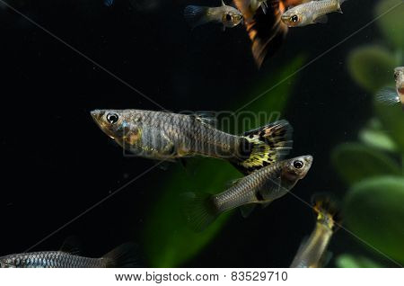 Guppy Multi Colored Fish