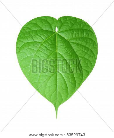 Single Isolated Leaf On A White Background