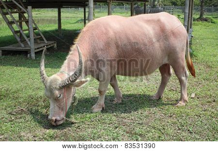 Close Up Buffalo Eating Grass