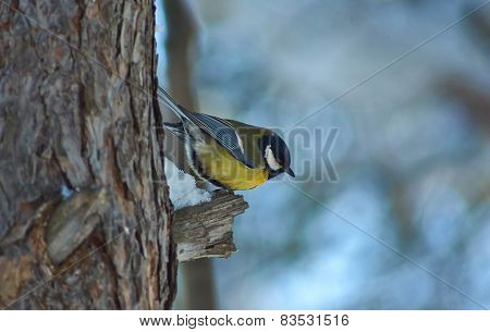 Tomtit On A Tree In Winter Forest.