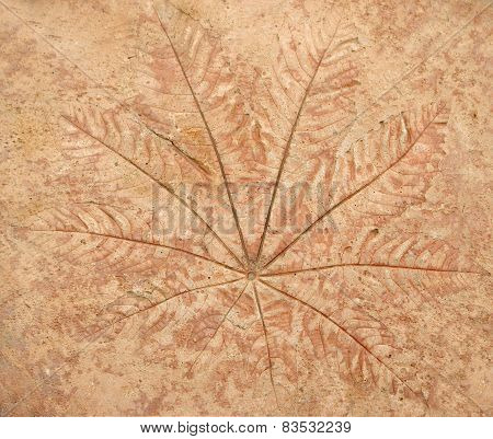 Marks Of Leaf On The Concrete