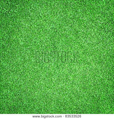 Beautiful Green Grass Texture