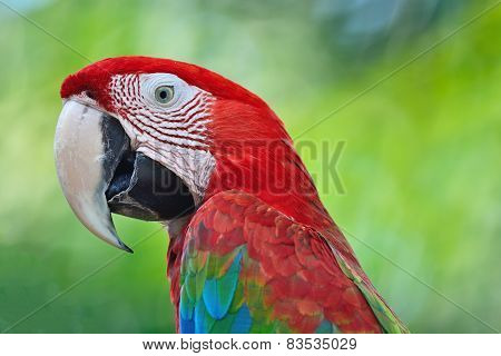 Greenwinged Macaw