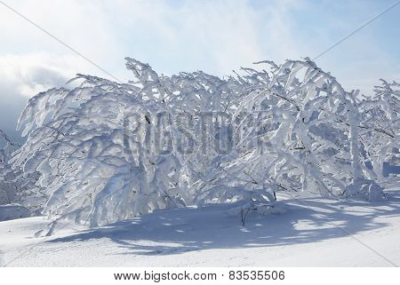 bush in winter