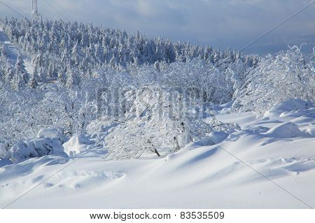 winter wonderland