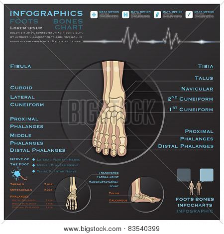 Foot Bone Skelatal System Infographic Infocharts Health And Medical