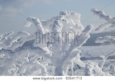 bush with snow