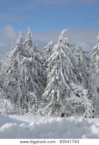 winter forest