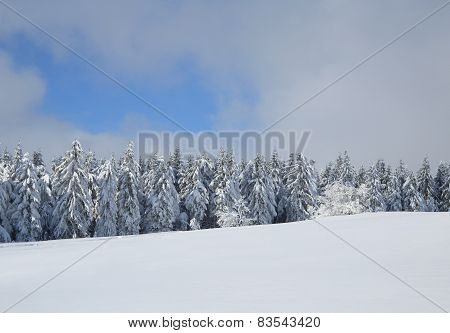 winter wonderland