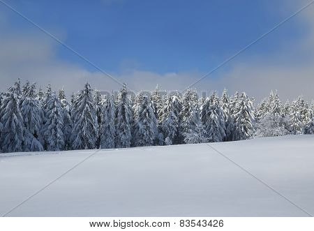 winter wonderland