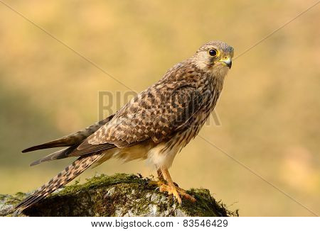 Common Kestrel (falco Tinnunculus)