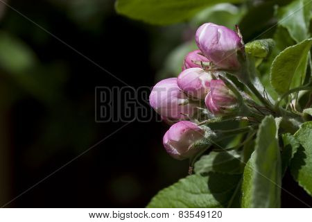 appleblossom