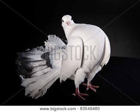 Proud white pigeon