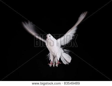 A free flying white dove