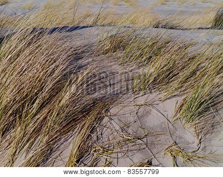 Maram grass in the Dutch dunes