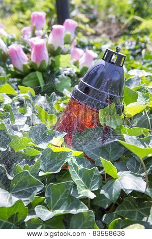Lamp In The Leaves Of Ivy In A Cemetery