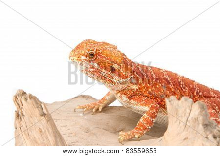 Bearded Dragon On Branch