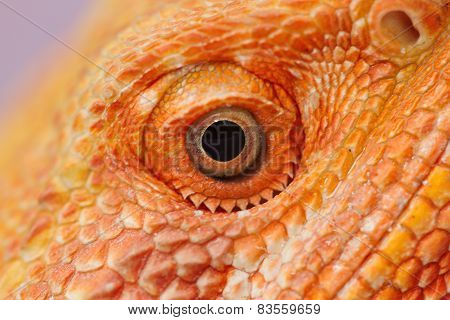 Close Up Bearded Dragon